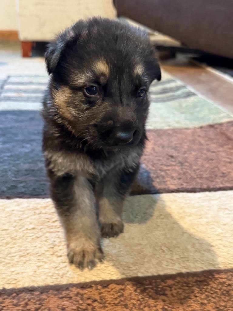 German Shepherd Dog Puppies breeder image 5