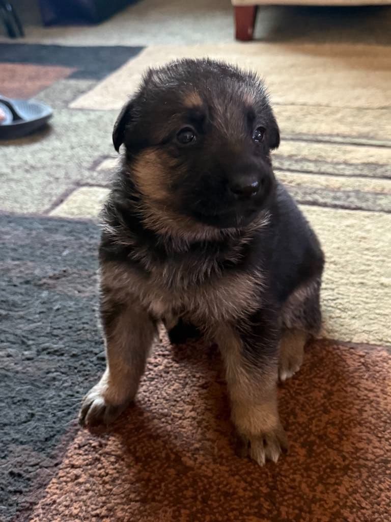 German Shepherd Dog Puppies breeder image 6
