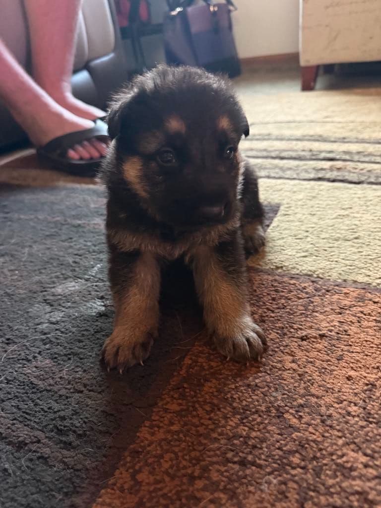 German Shepherd Dog Puppies breeder image 7
