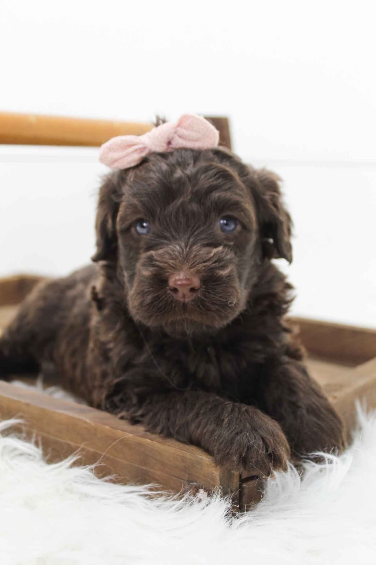 Portuguese Water Dog Puppies breeder image 1