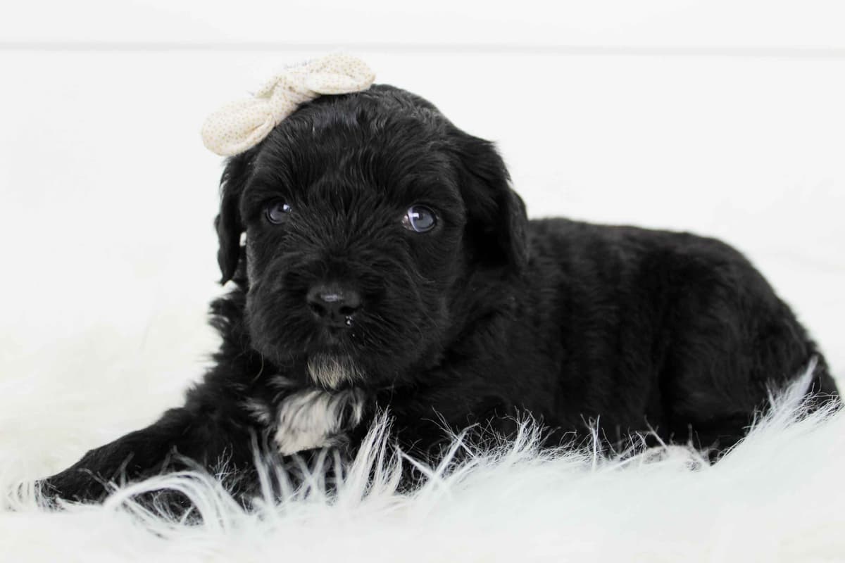 Portuguese Water Dog Puppies breeder image 2