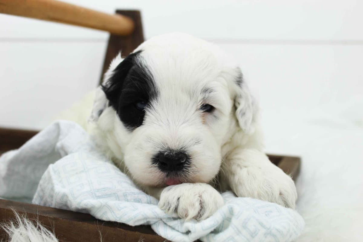 Portuguese Water Dog Puppies breeder image 3