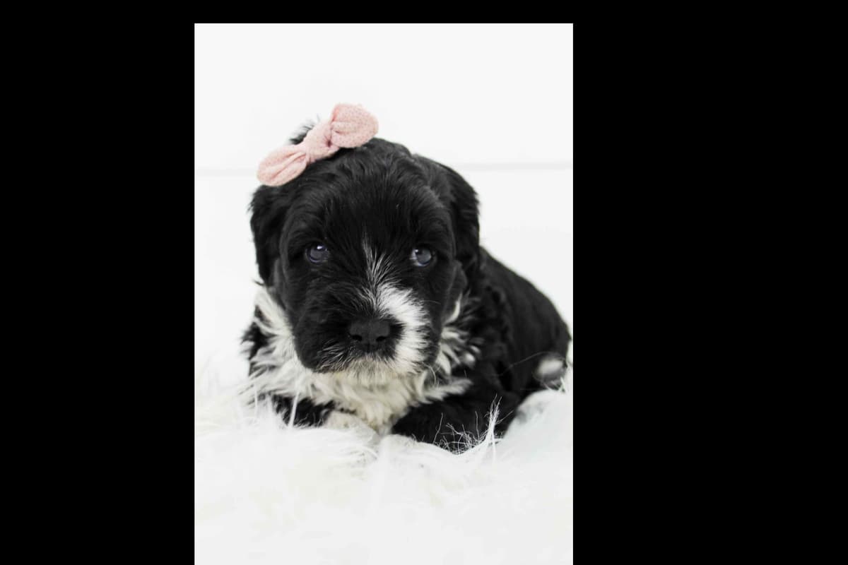 Portuguese Water Dog Puppies breeder image 4