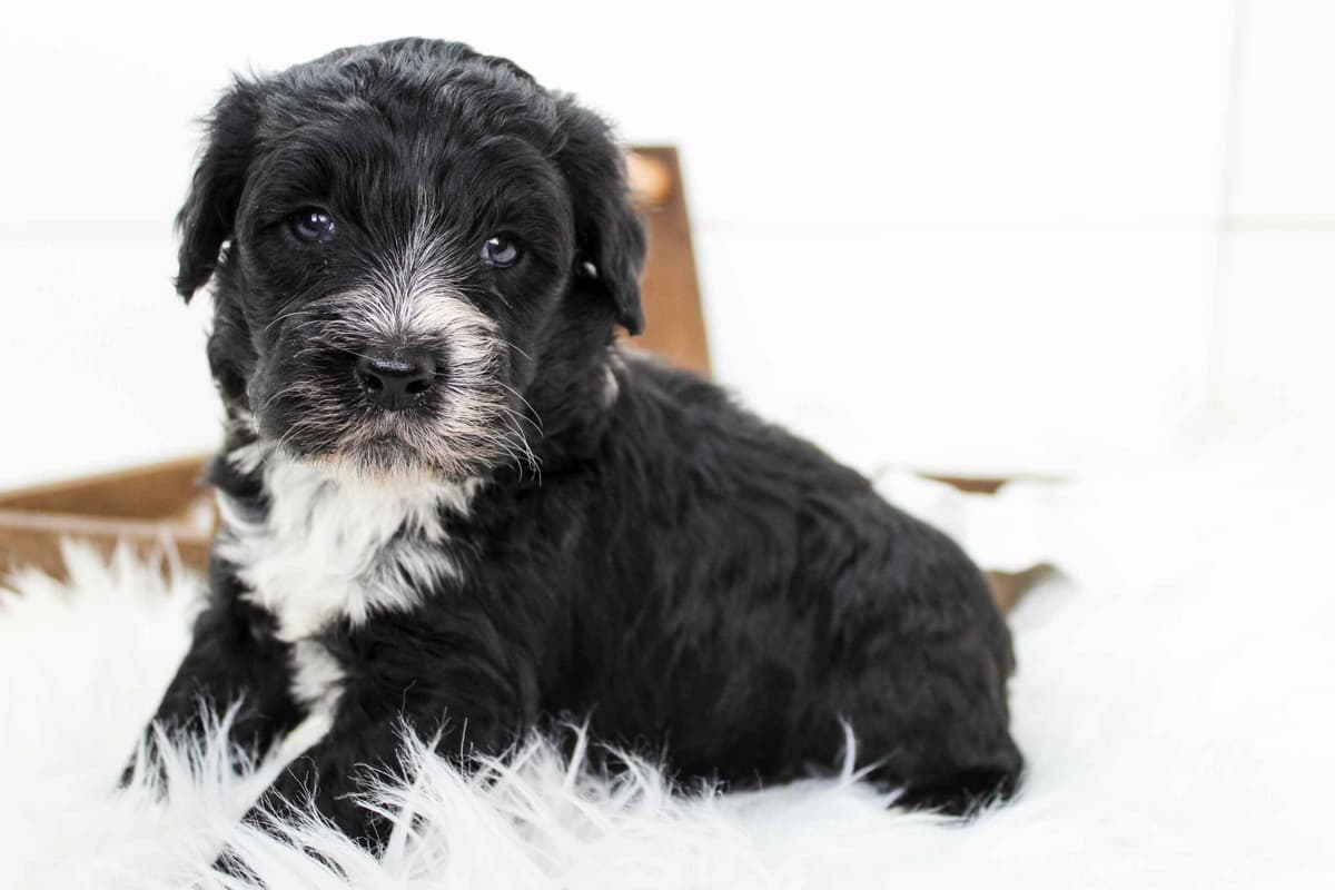 Portuguese Water Dog Puppies breeder image 5