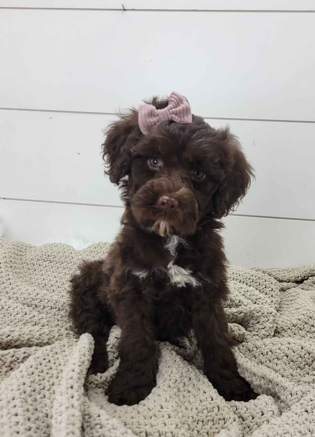 Portuguese Water Dog Puppies media 2