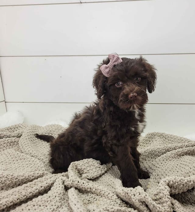 Portuguese Water Dog Puppies media 3