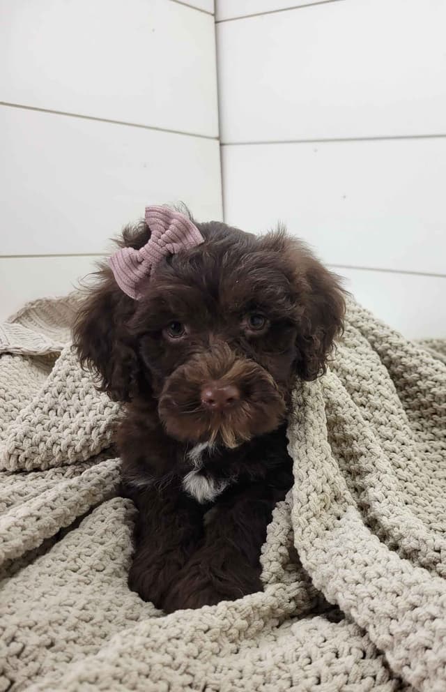 Portuguese Water Dog Puppies media 4