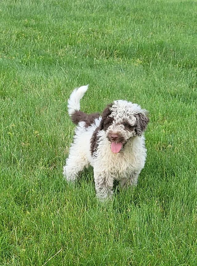 Portuguese Water Dog Puppies media 2