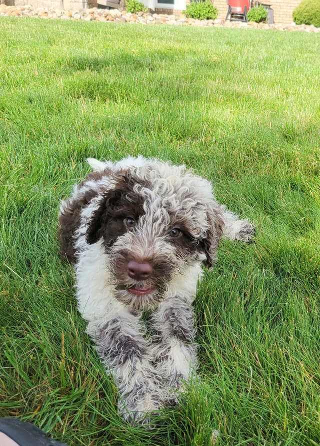 Portuguese Water Dog Puppies media 3