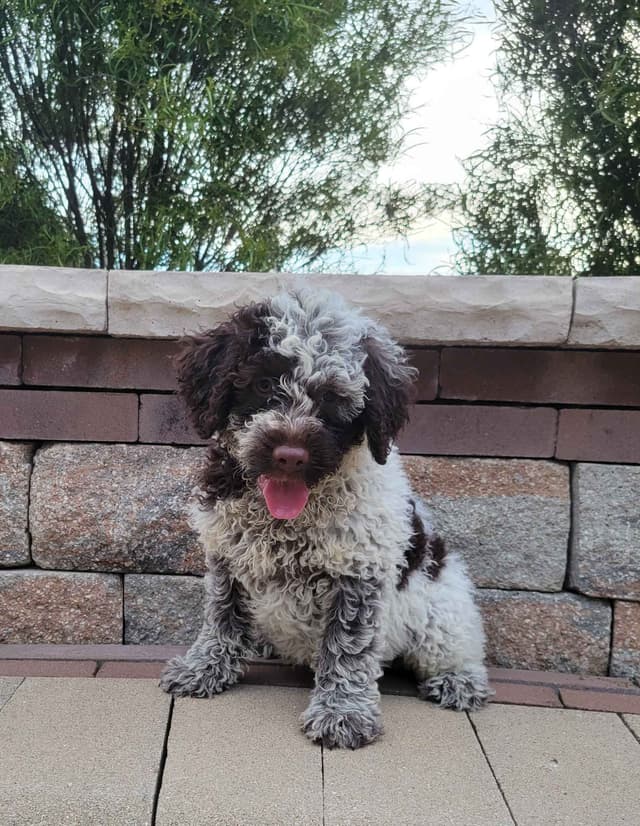 Portuguese Water Dog Puppies media 4