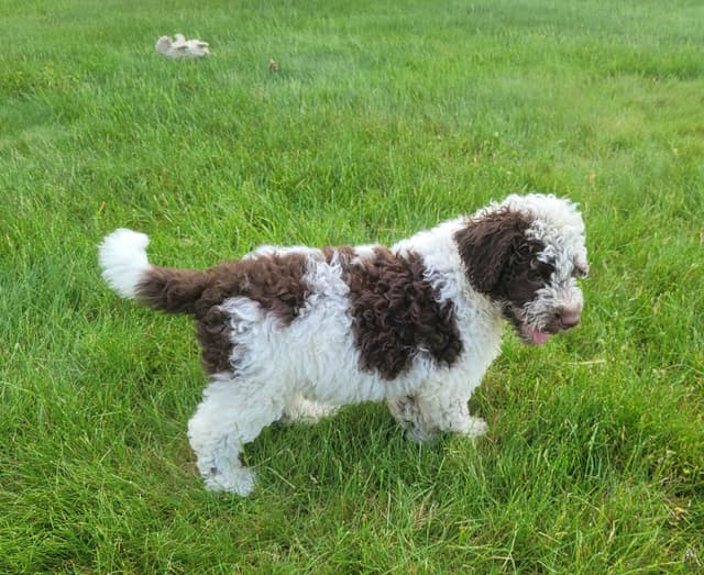 Portuguese Water Dog Puppies media 5