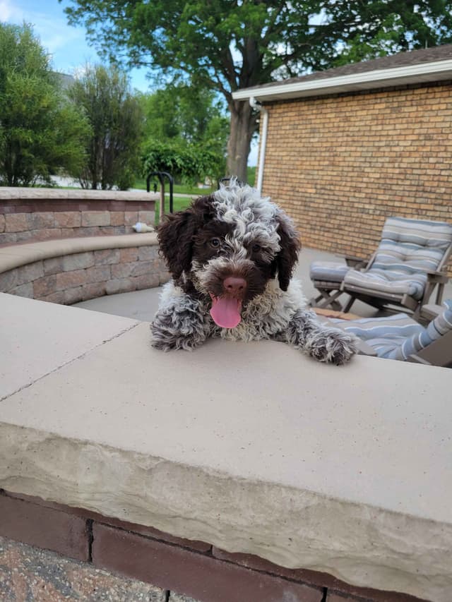 Portuguese Water Dog Puppies media 6