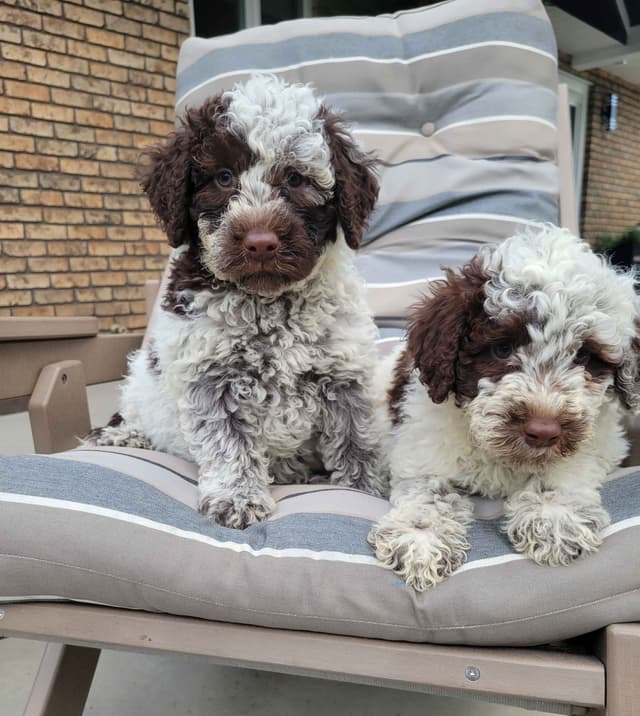 Portuguese Water Dog Puppies media 7