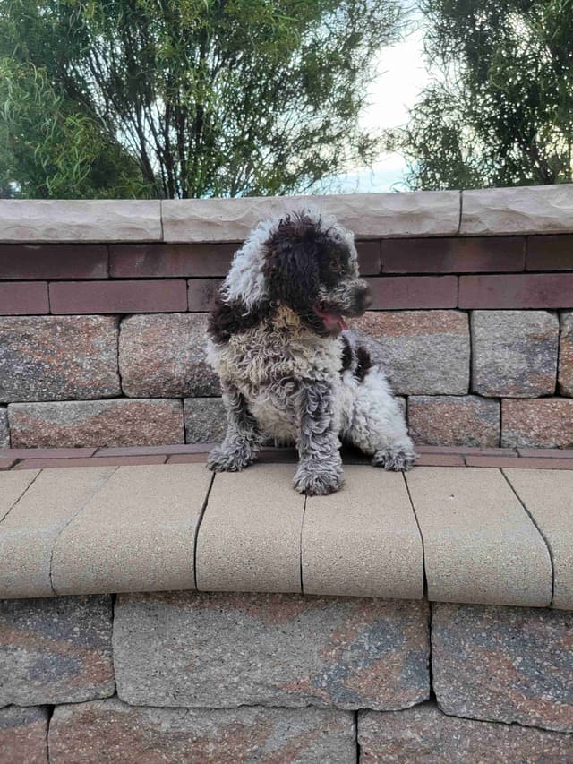Portuguese Water Dog Puppies media 8
