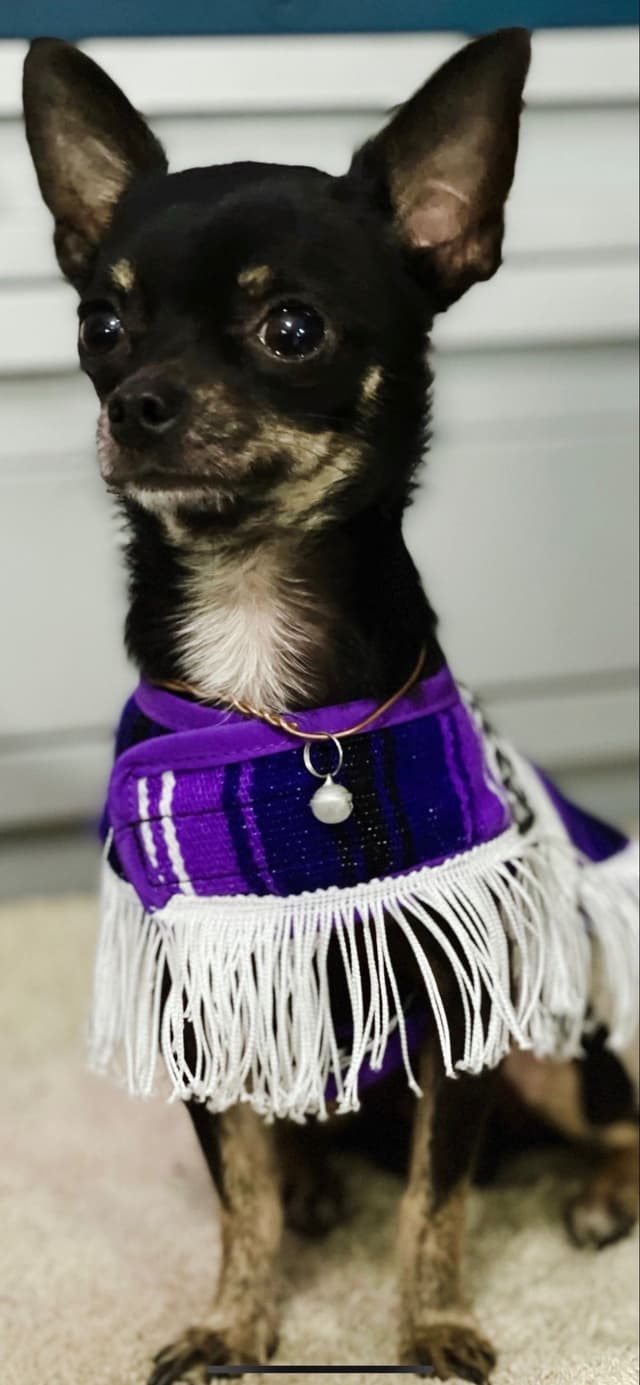 Hypoallergenic Chihuahua Puppies 214-817-9076 media 5