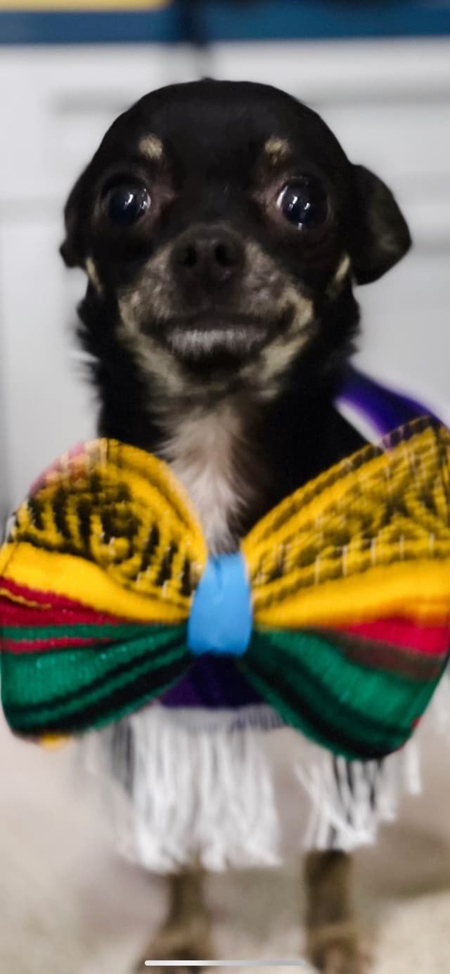 Hypoallergenic Chihuahua Puppies 214-817-9076 media 6