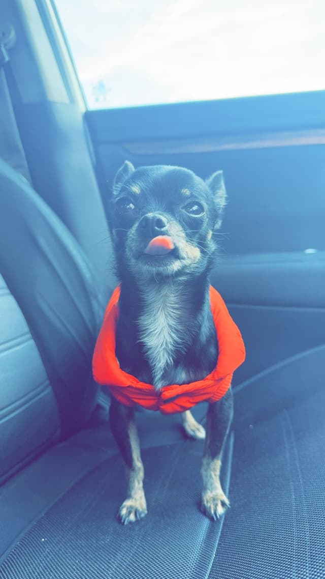 Hypoallergenic Chihuahua Puppies 214-817-9076 media 7