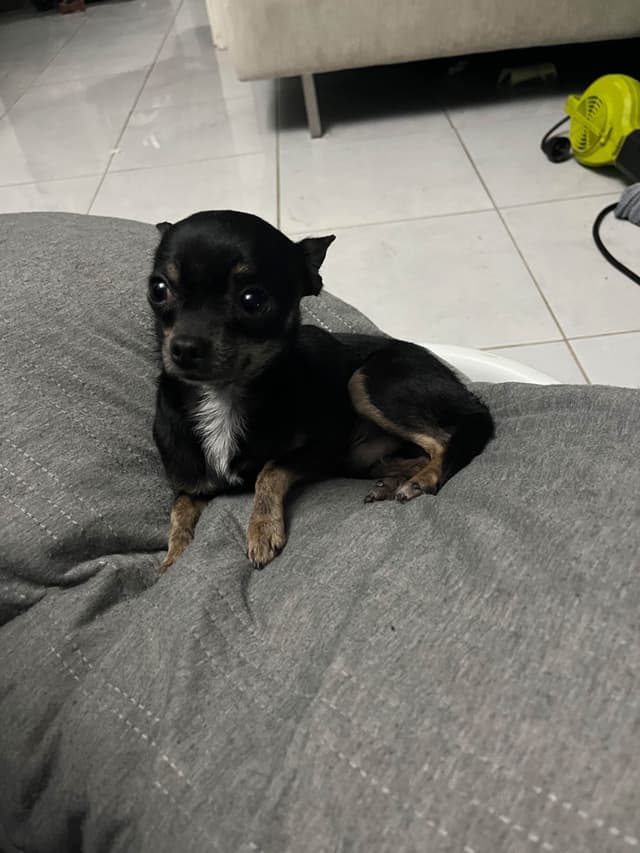 Hypoallergenic Chihuahua Puppies 214-817-9076 media 10