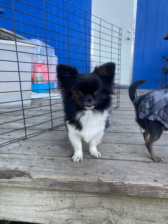 Hypoallergenic Chihuahua Puppies 214-817-9076 media 11
