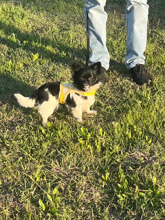 Hypoallergenic Chihuahua Puppies 214-817-9076 media 12