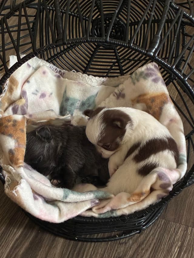 Hypoallergenic Chihuahua Puppies 214-817-9076 media 13