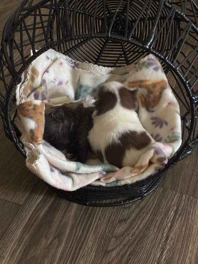 Hypoallergenic Chihuahua Puppies 214-817-9076 media 16