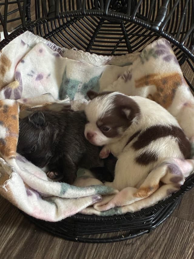 Hypoallergenic Chihuahua Puppies 214-817-9076 media 14