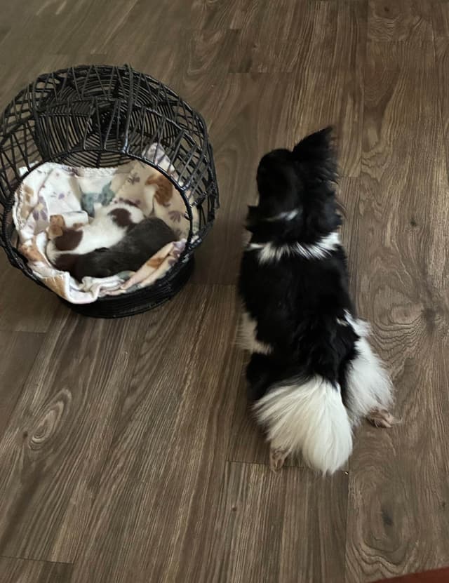 Hypoallergenic Chihuahua Puppies 214-817-9076 media 2