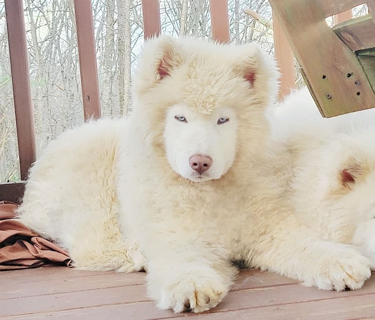 Tres Carabelas Toquemar X Tres Carabelas Cayetana breeder image 13