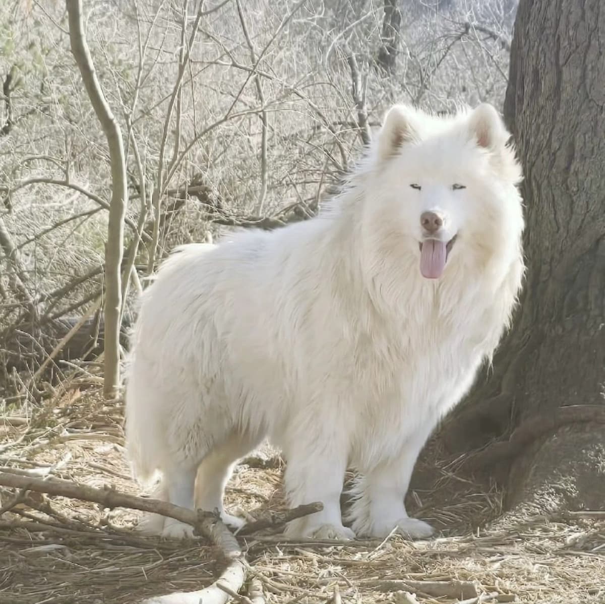 Tres Carabelas Toquemar X Tres Carabelas Cayetana breeder image 18