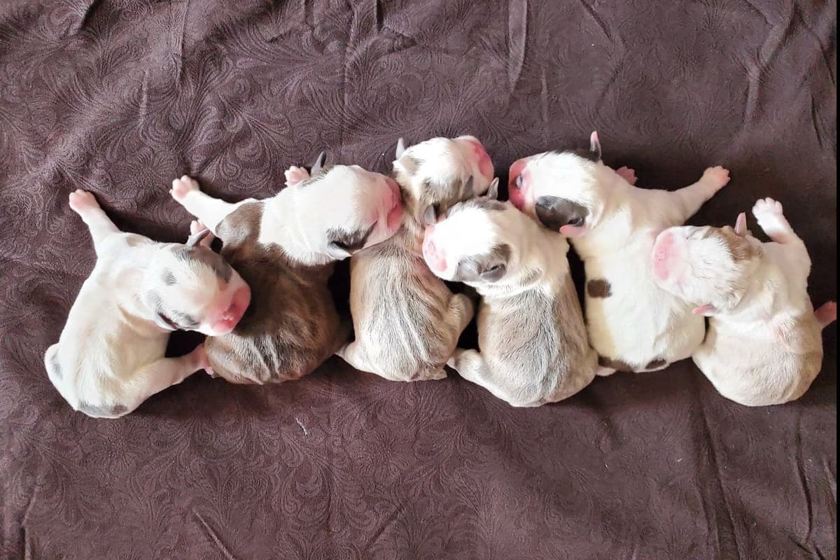 French Bulldog Puppies breeder image 2