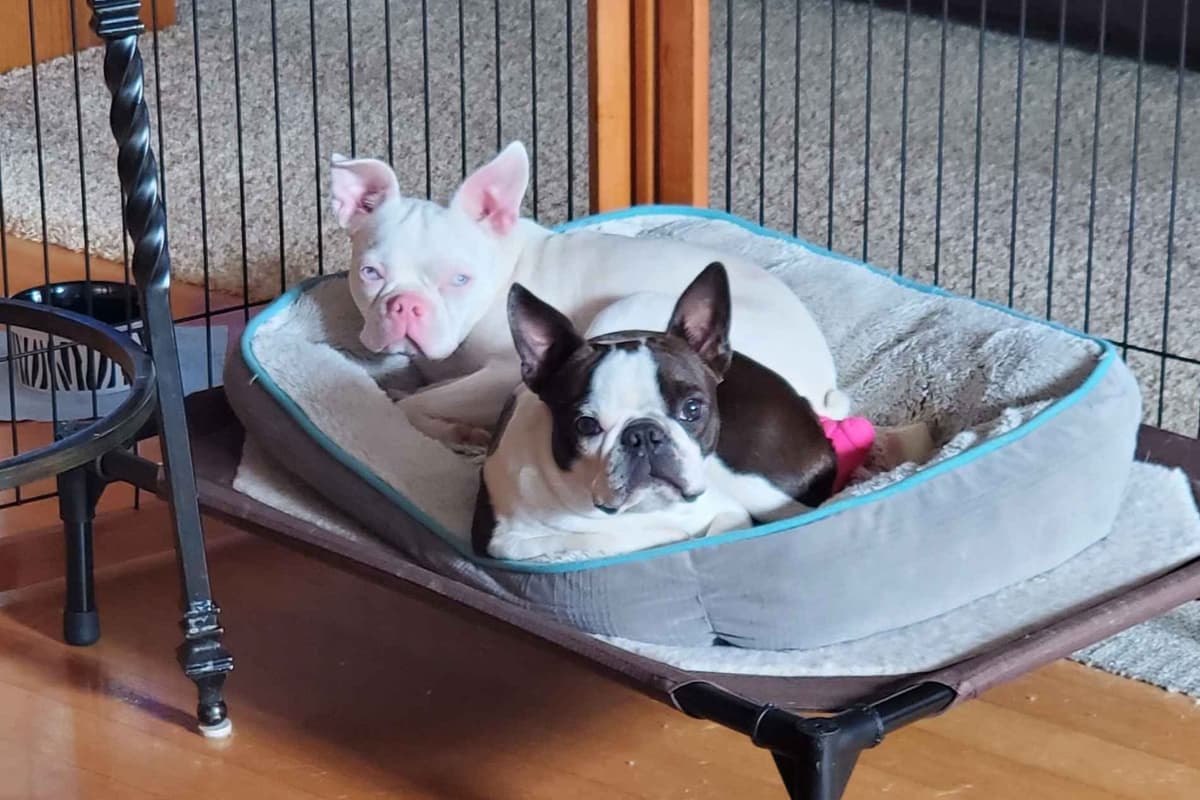 French Bulldog Puppies breeder image 4