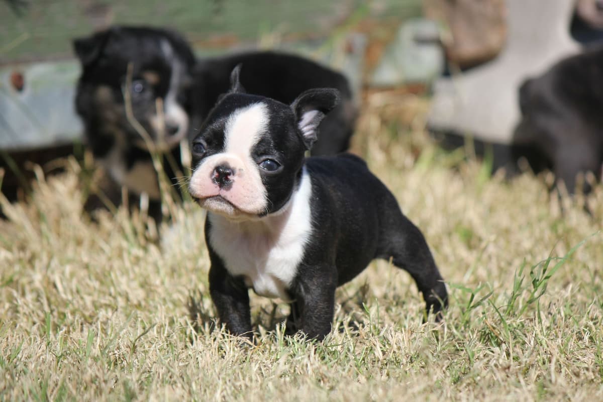 French Bulldog Puppies breeder image 5