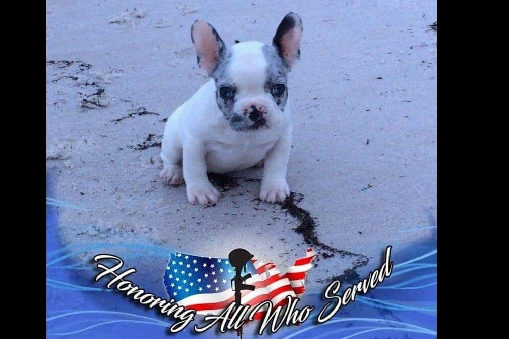 French Bulldog Puppies breeder image 6
