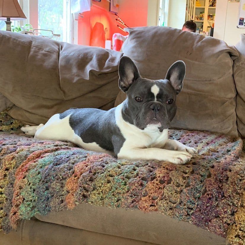 French Bulldog Puppies breeder image 8