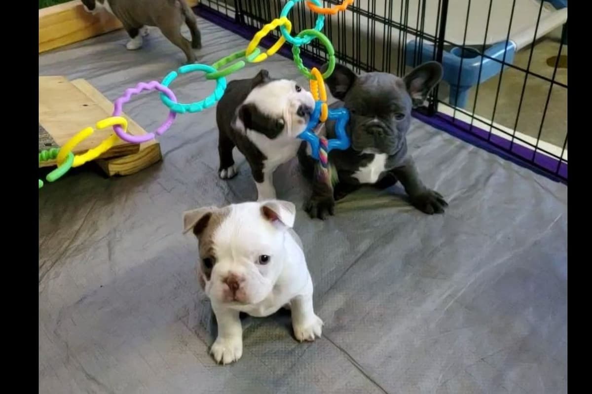 French Bulldog Puppies breeder image 9