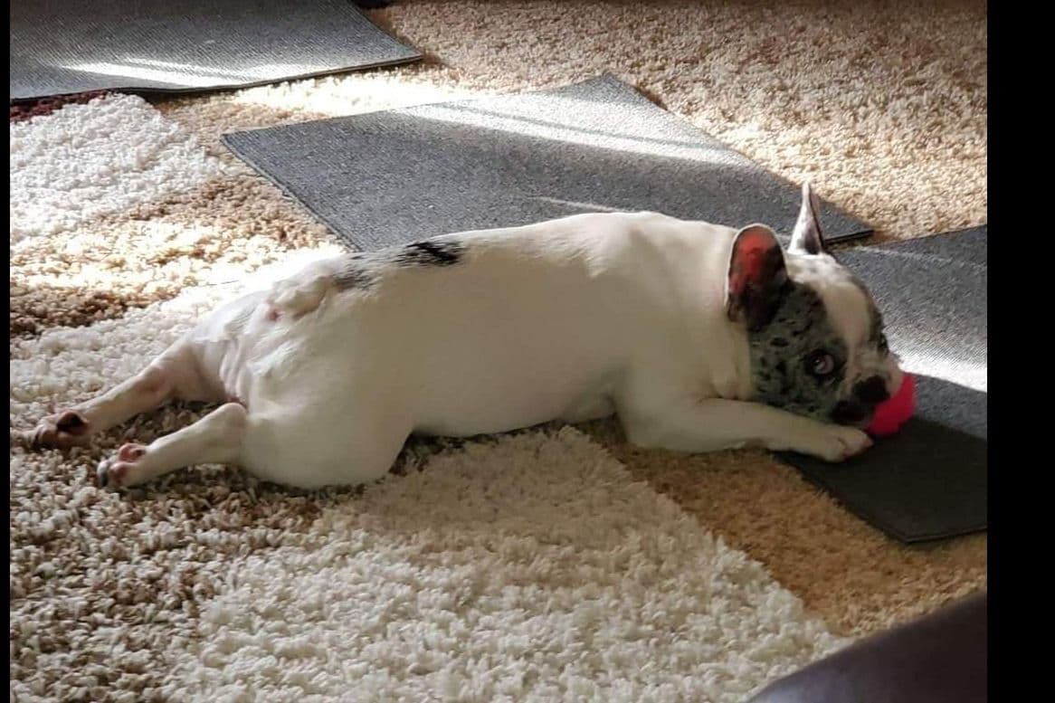 French Bulldog Puppies breeder image 11