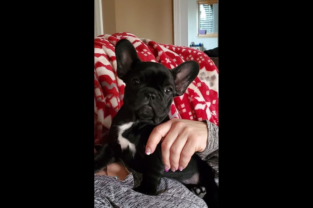 French Bulldog Puppies breeder image 12