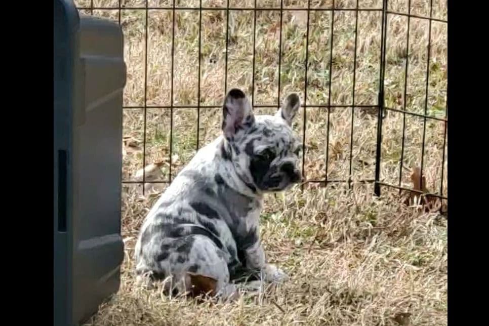 French Bulldog Puppies breeder image 13