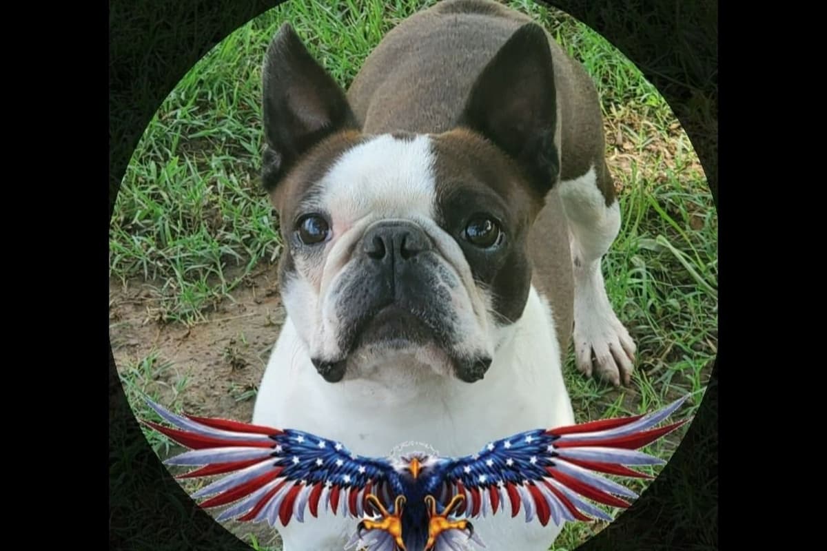 French Bulldog Puppies breeder image 15