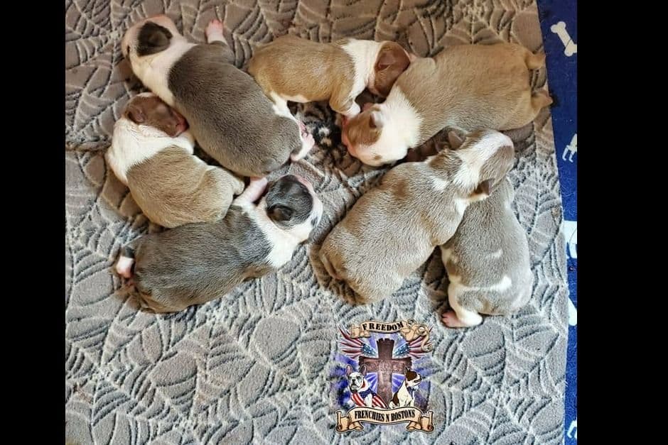 French Bulldog Puppies breeder image 16