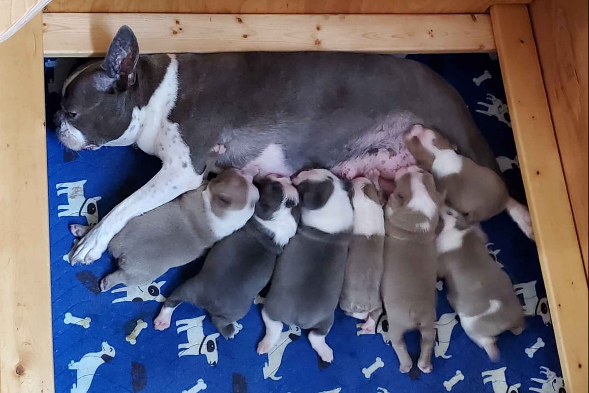 French Bulldog Puppies breeder image 18