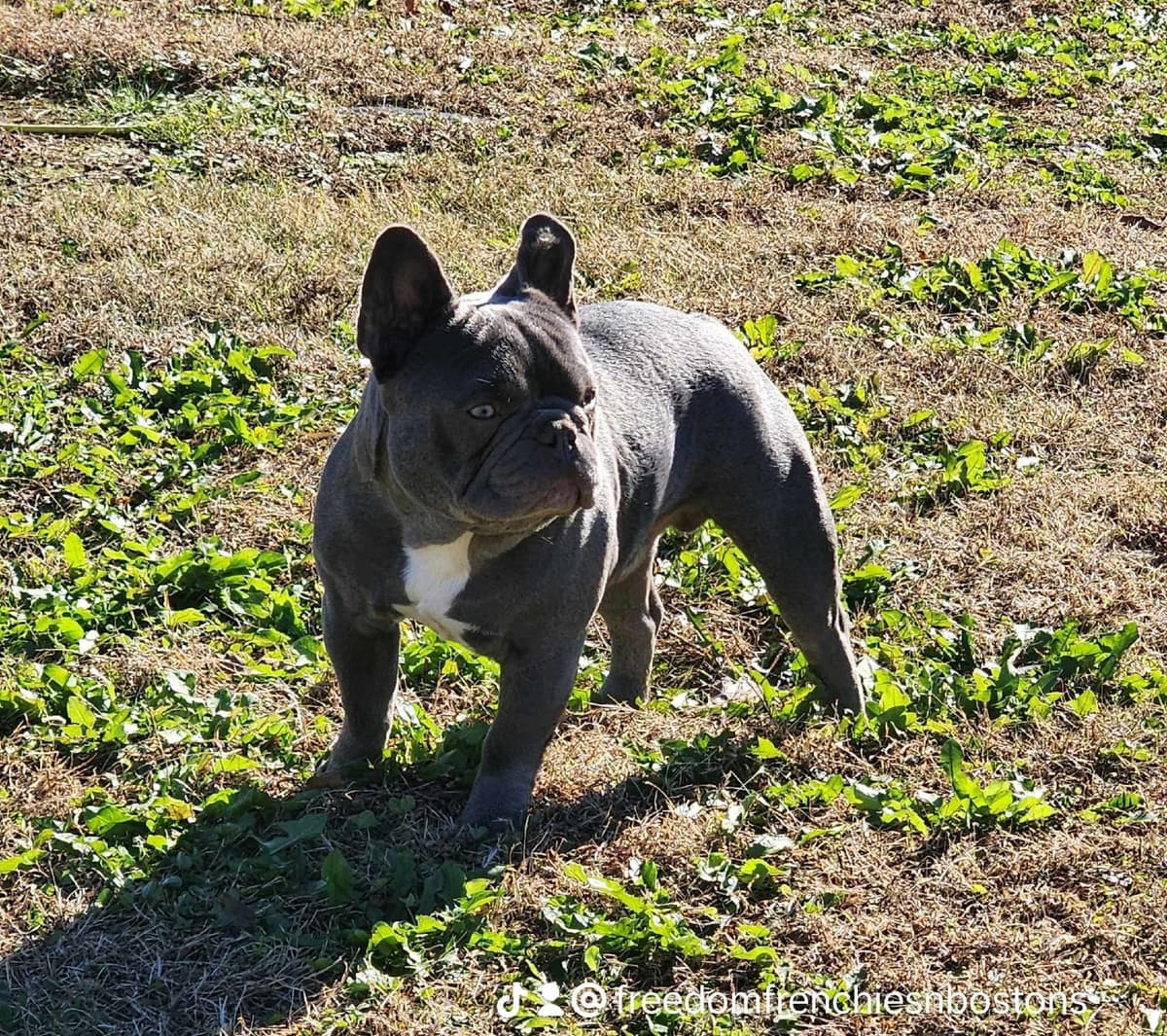 French Bulldog Puppies breeder image 19