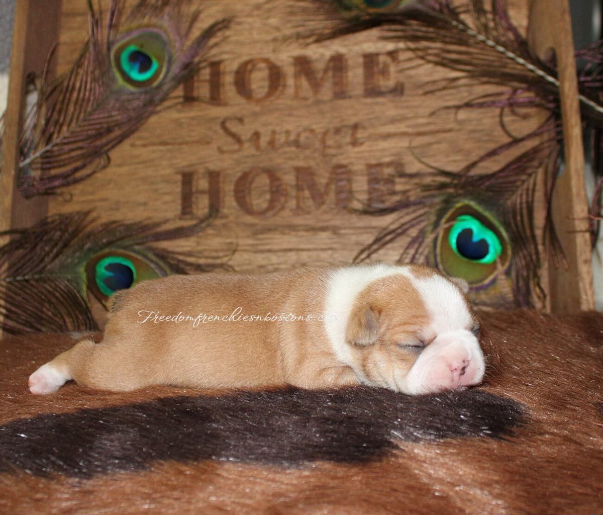 French Bulldog Puppies breeder image 21