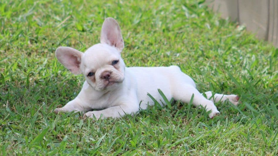 French Bulldog Puppies breeder image 30