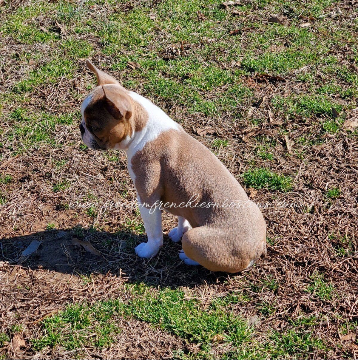 French Bulldog Puppies breeder image 22