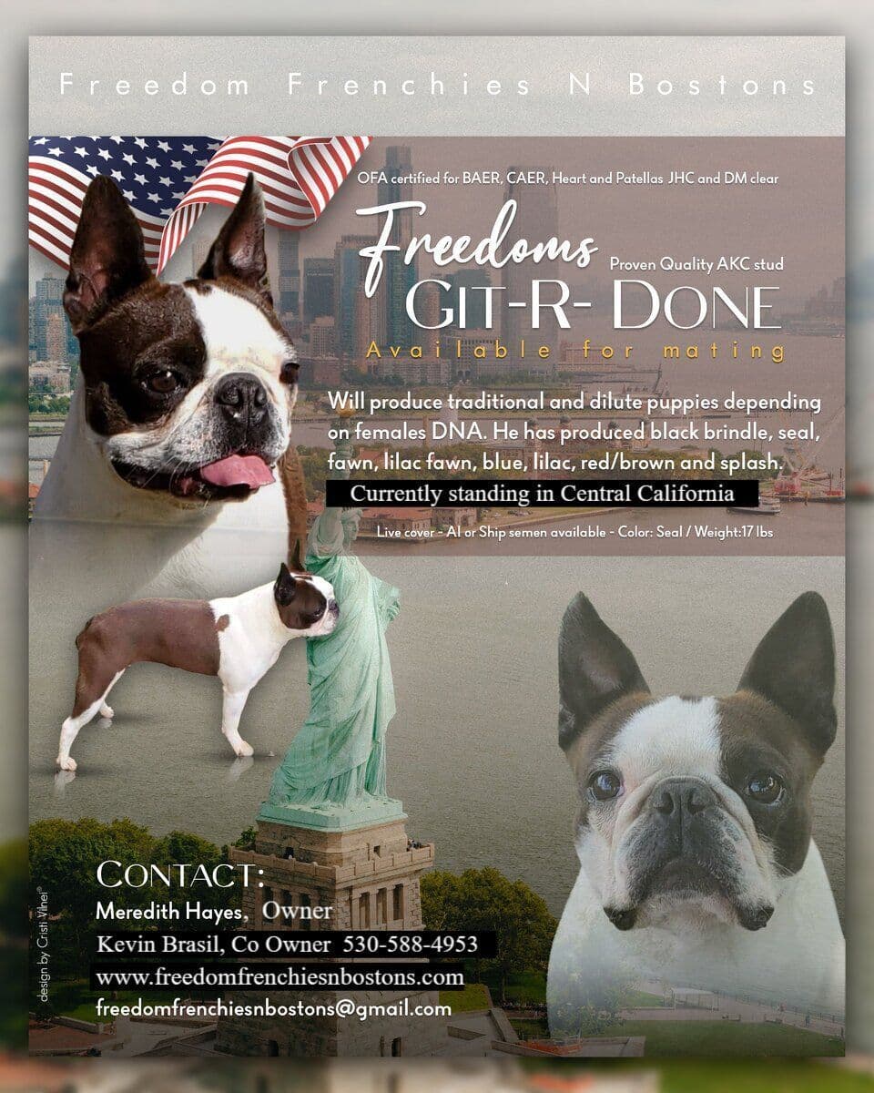 French Bulldog Puppies breeder image 23