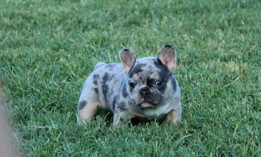 French Bulldog Puppies breeder image 24