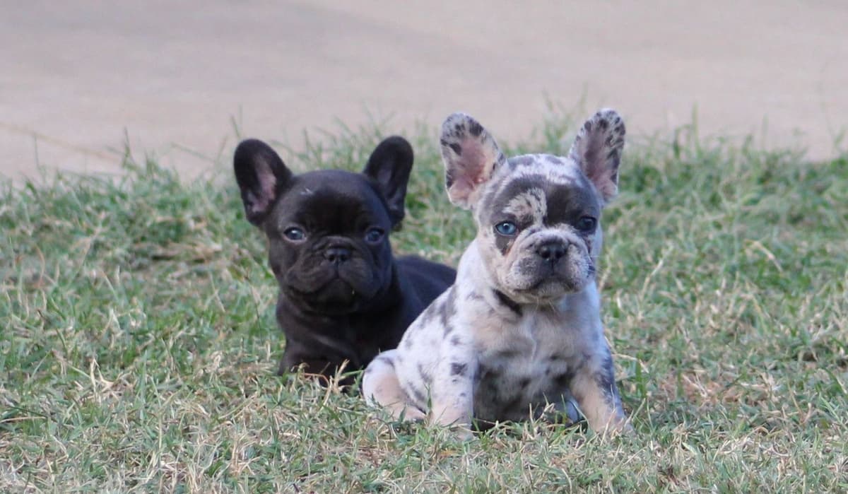 French Bulldog Puppies breeder image 25