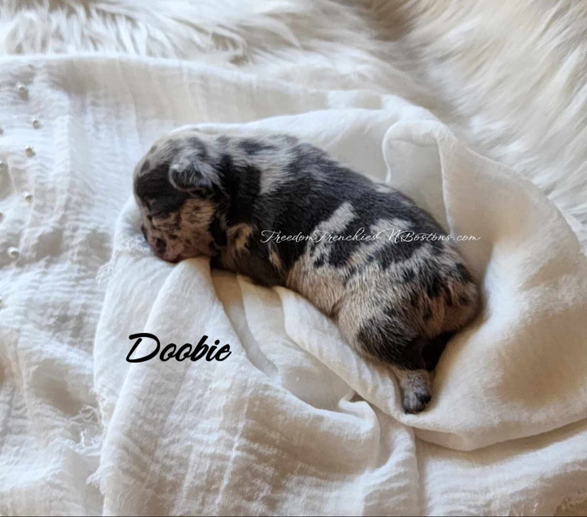 French Bulldog Puppies breeder image 26